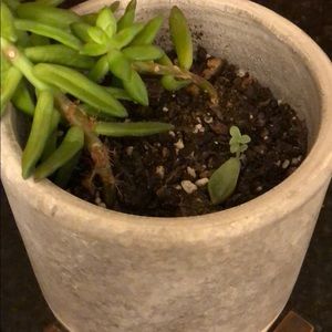 Meet your Posher, Alexander